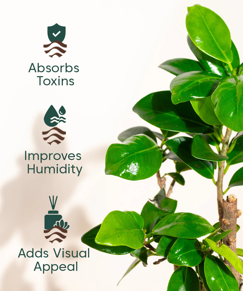 Product image 85