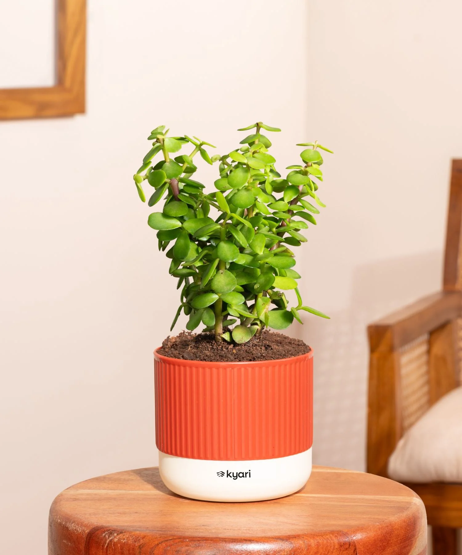 Product image 230